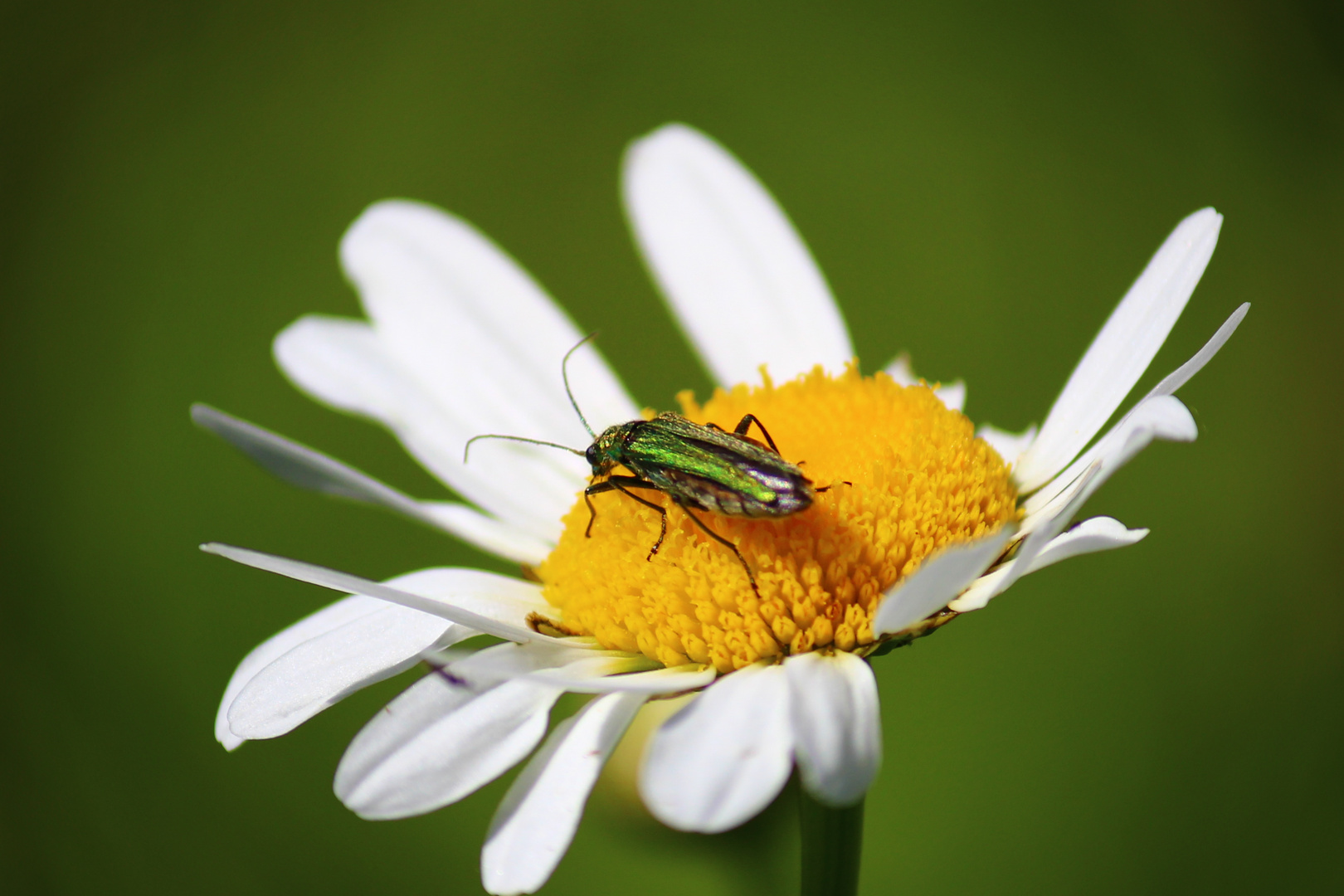 marguerite occupée !