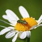 marguerite occupée !