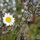 marguerite on 2200m