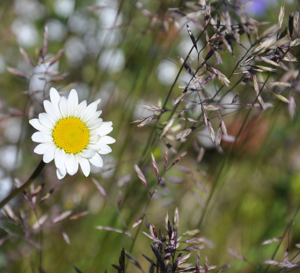 marguerite on 2200m