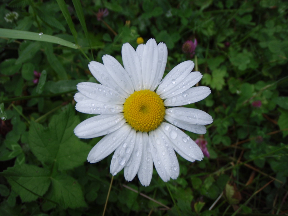 marguerite pleure