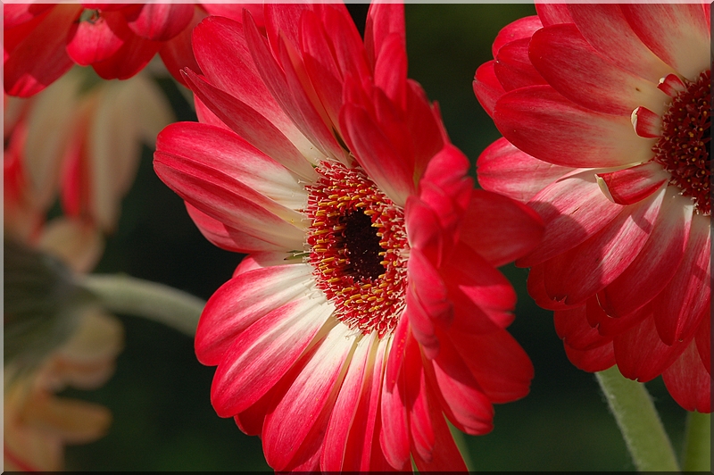 marguerite rouge !