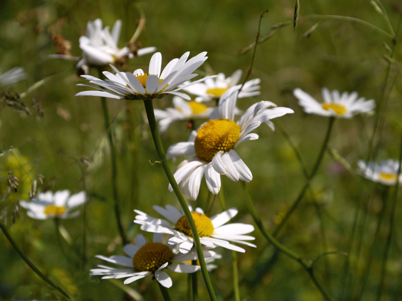 Margueriten