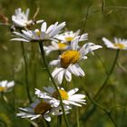 Margueriten