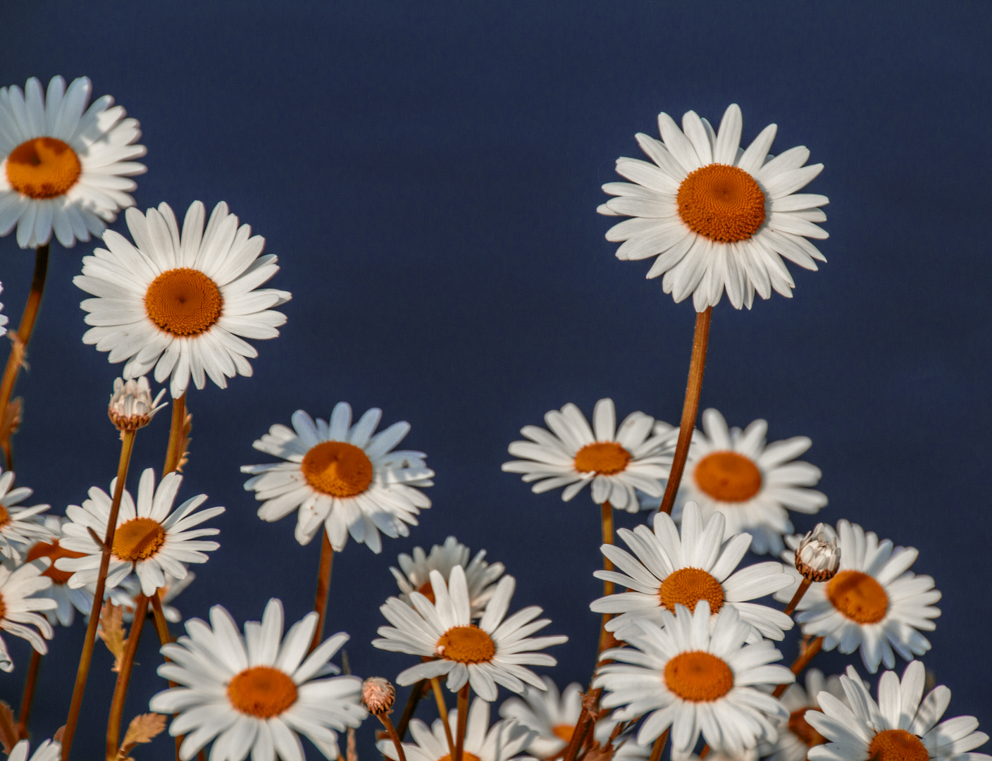 marguerites