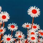 marguerites