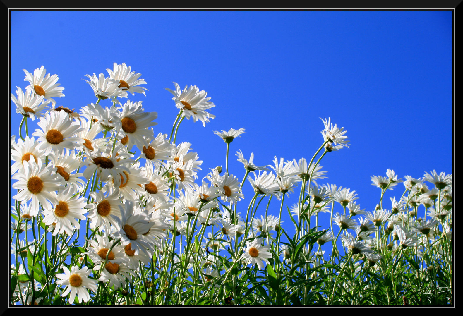 Marguerites