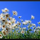 Marguerites