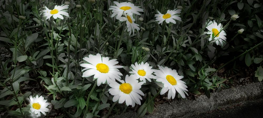 Marguerites