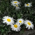 Marguerites