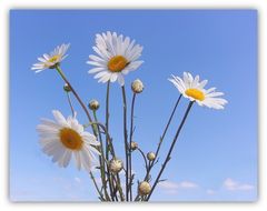 marguerites