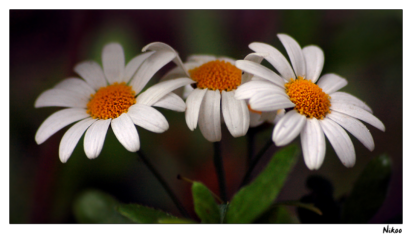 marguerites