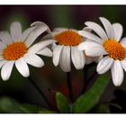 marguerites