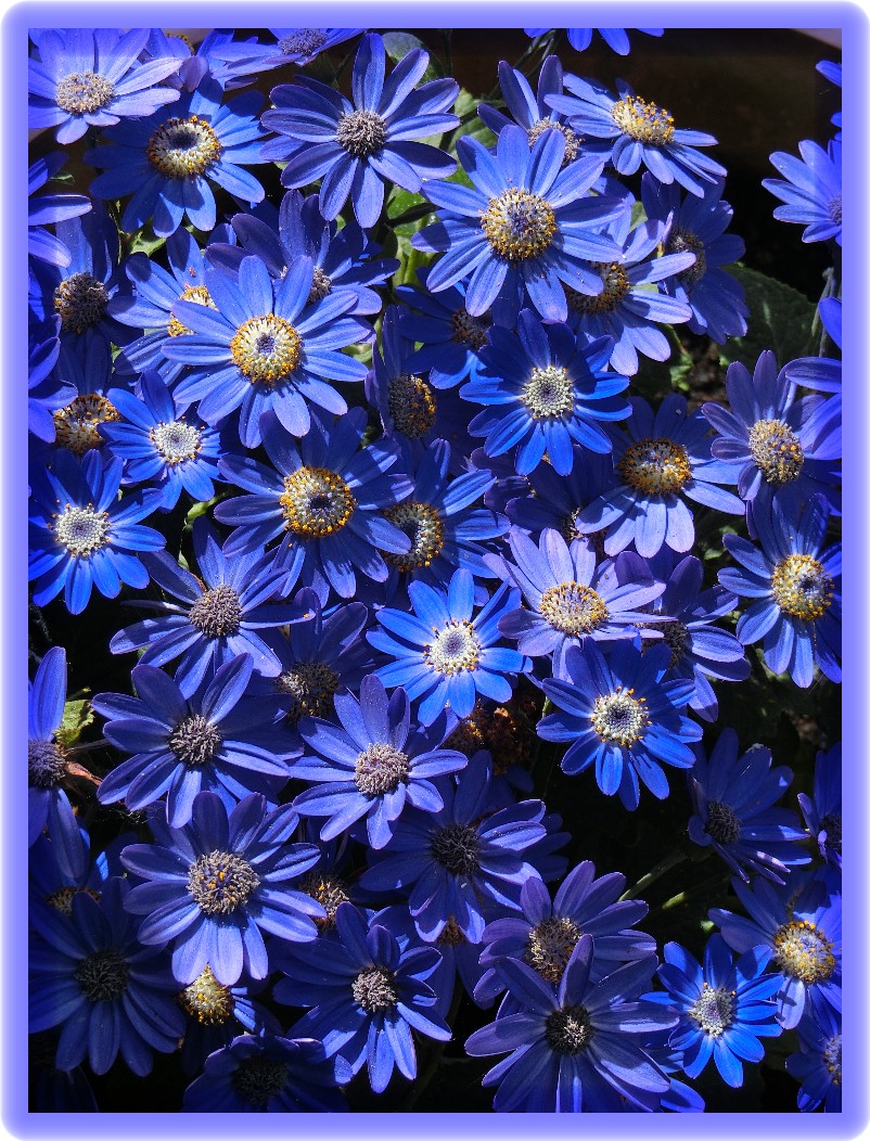 marguerites bleues