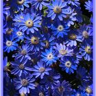 marguerites bleues