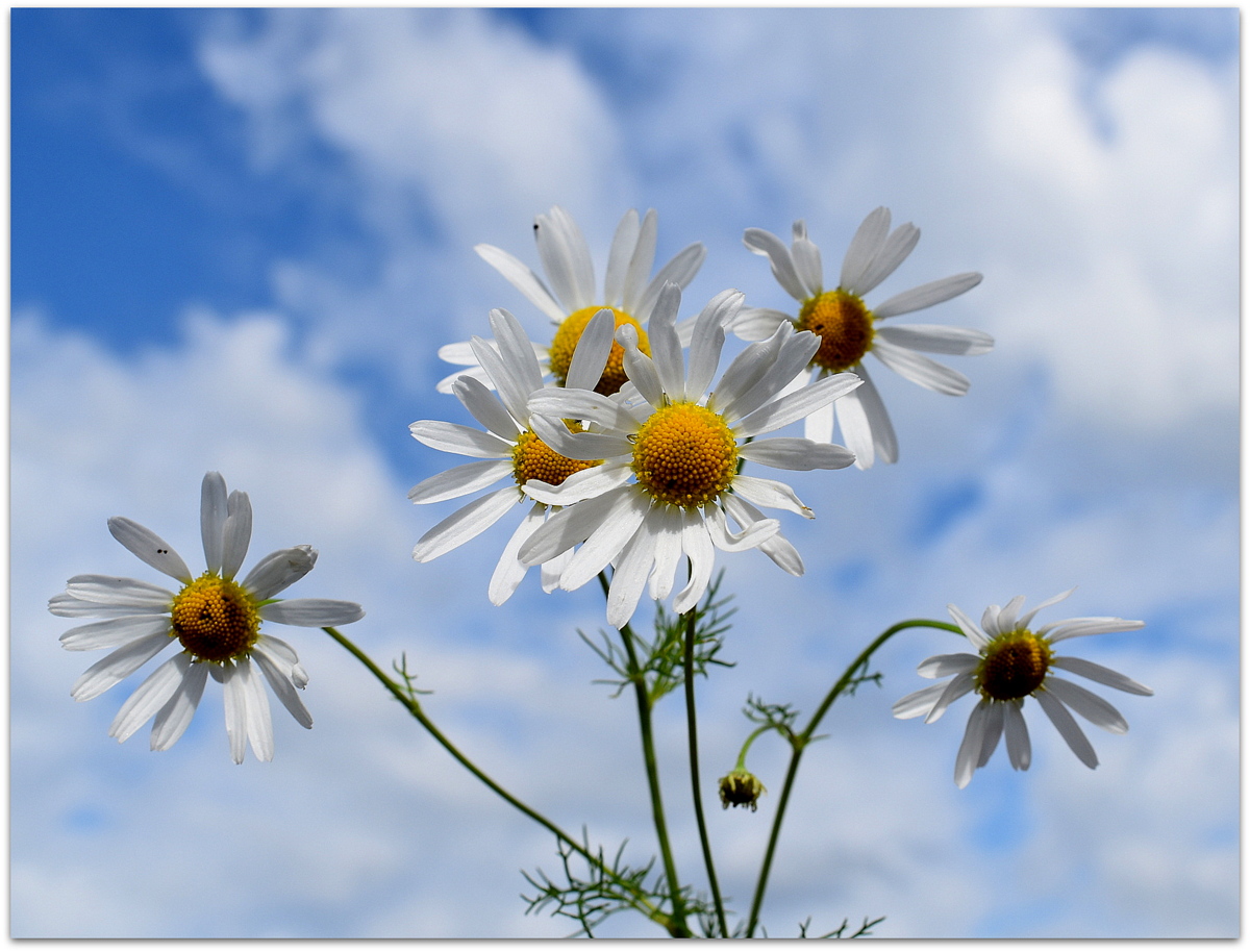 marguerites