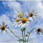 marguerites