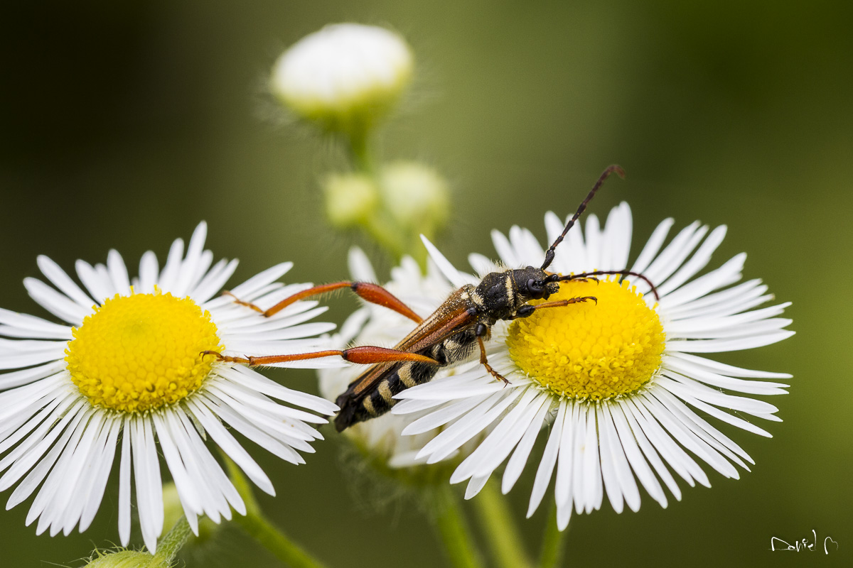 Marguerites