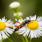 Marguerites