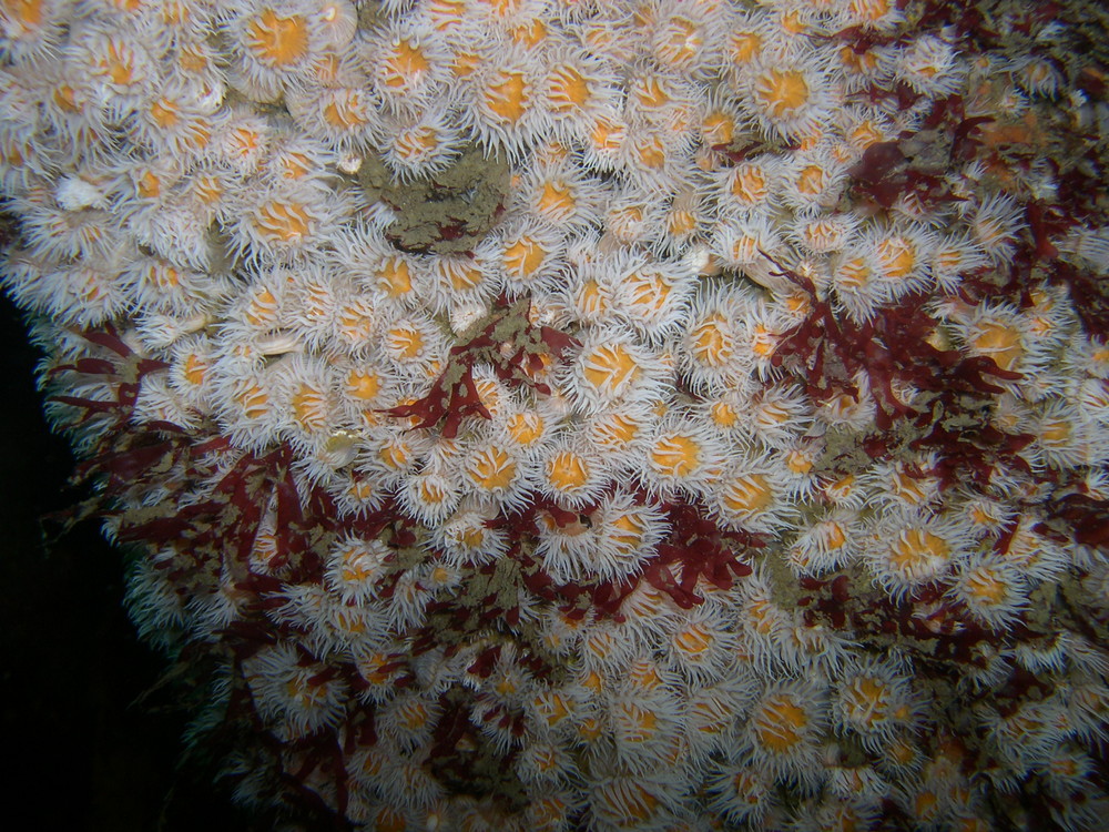 Marguerites de mer