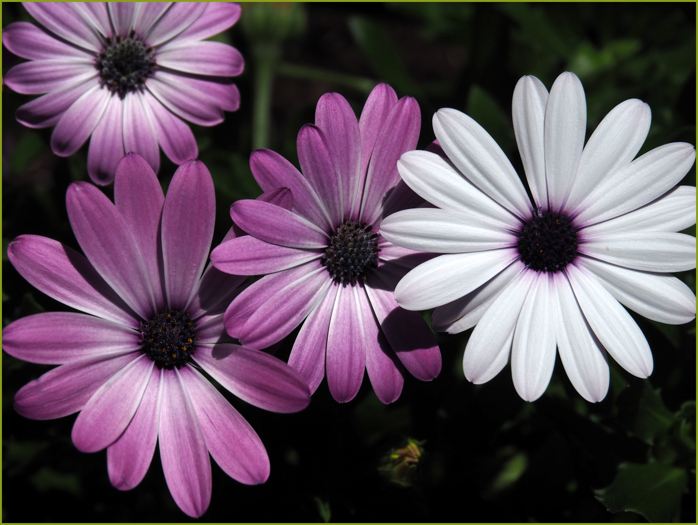 Marguerites du Cap  --  Osteospermum