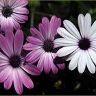 Marguerites du Cap  --  Osteospermum