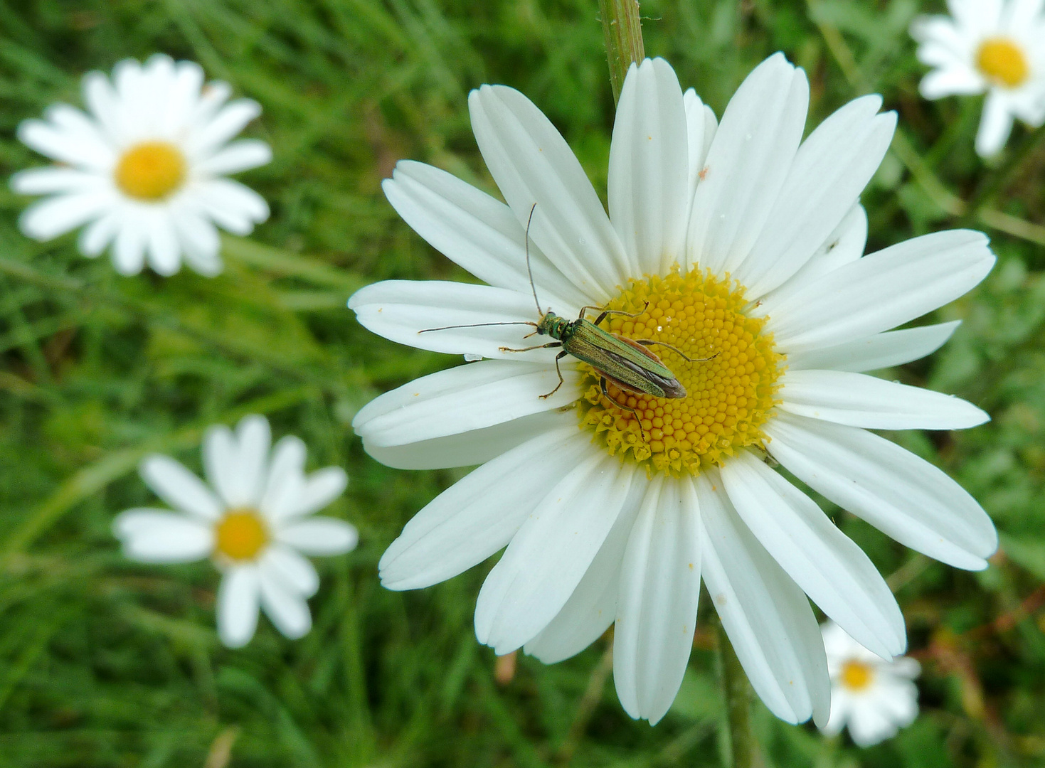 Marguerites