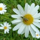 Marguerites