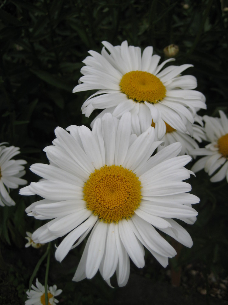 marguerites