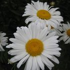 marguerites