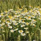 marguerites