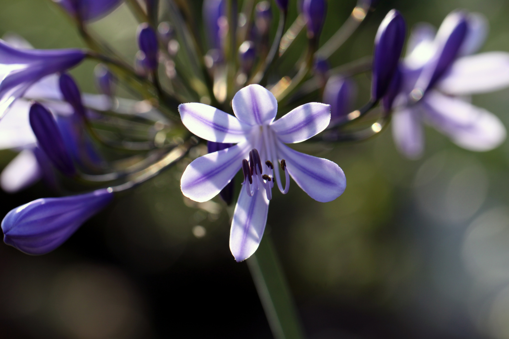 Marguerites Garden 037