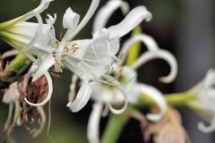 Marguerites Garden - Schöne Ismene