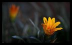 Marguerites jaunes de SaidR