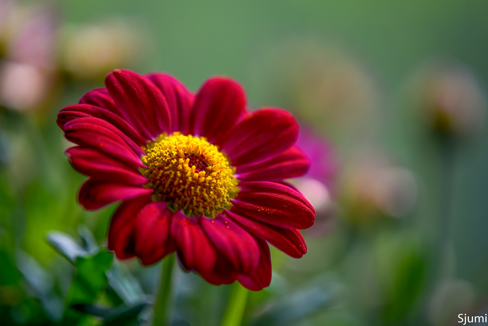 Marguerites magic