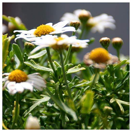 marguerites on my balcony