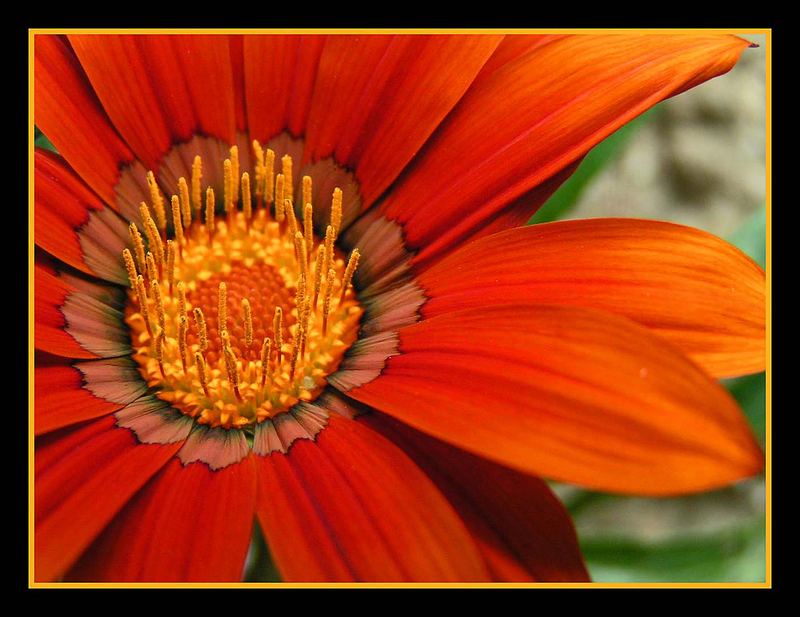 Margueritte