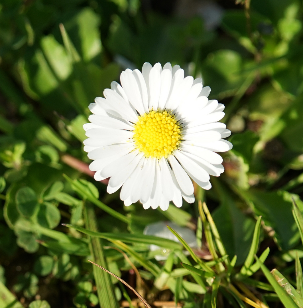 Margueritte