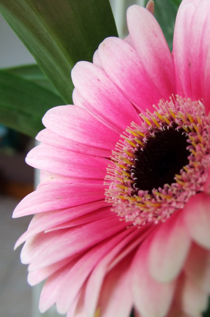 margueritte