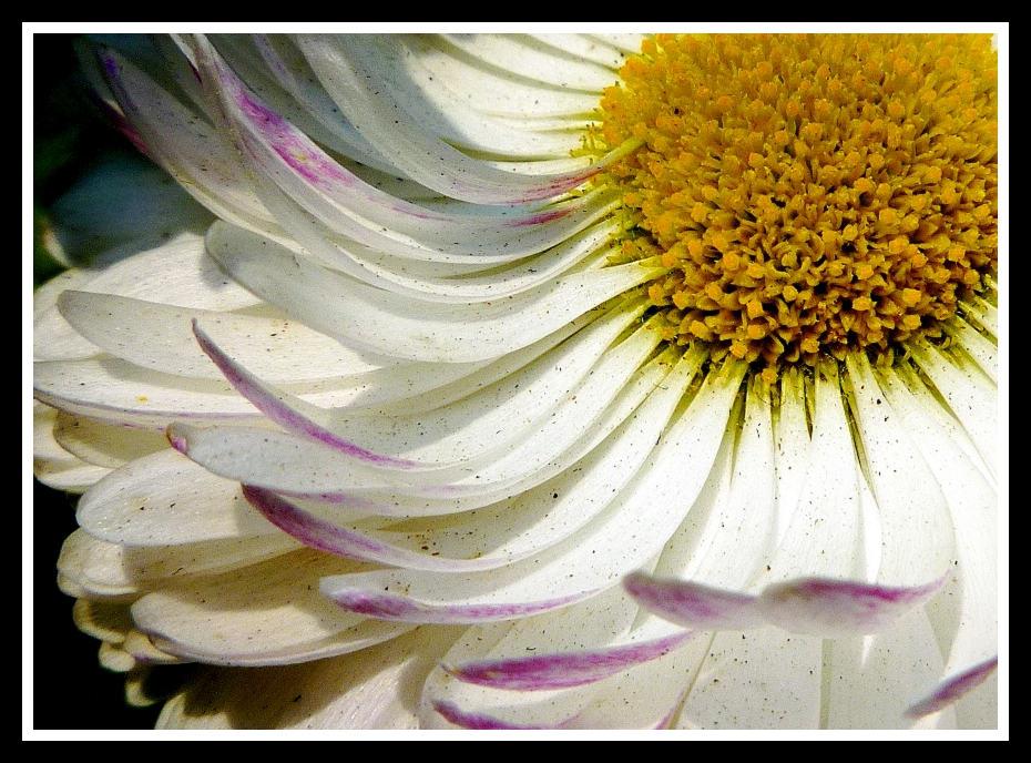 margueritte