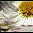 margueritte