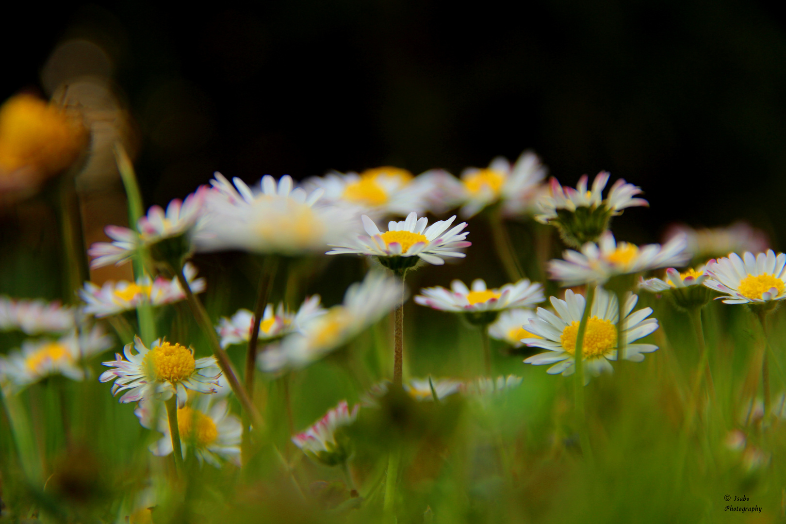 Marguerittes