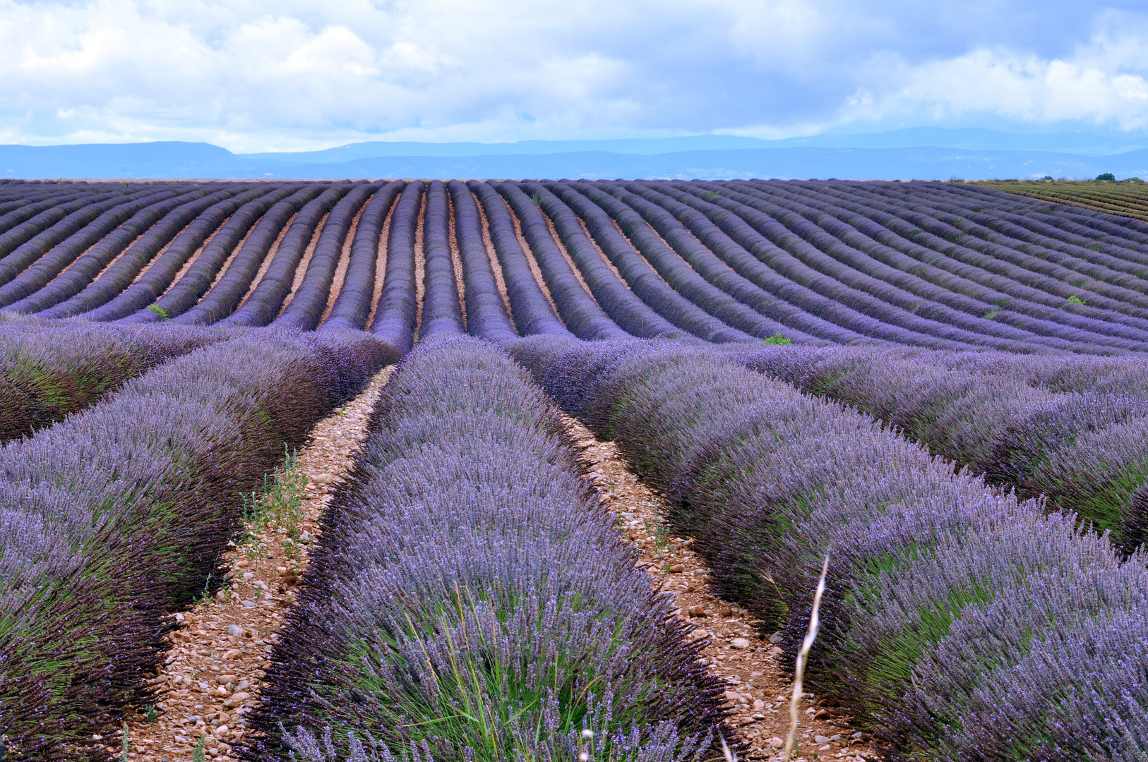 Mari di lavanda in Provenza