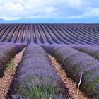 Mari di lavanda in Provenza