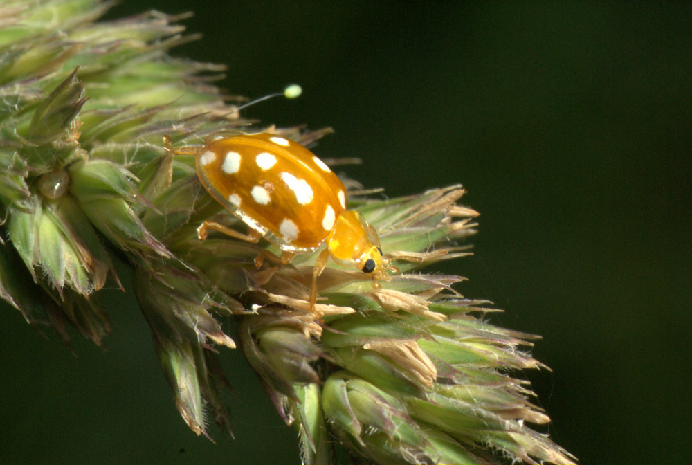 Maria (käfer)