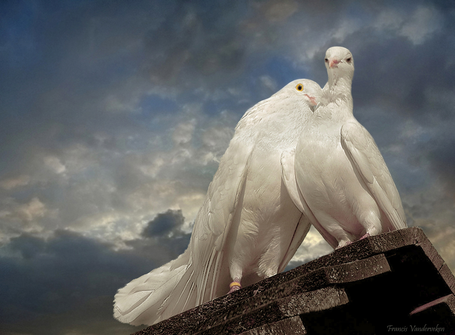 Mariage en blanc.