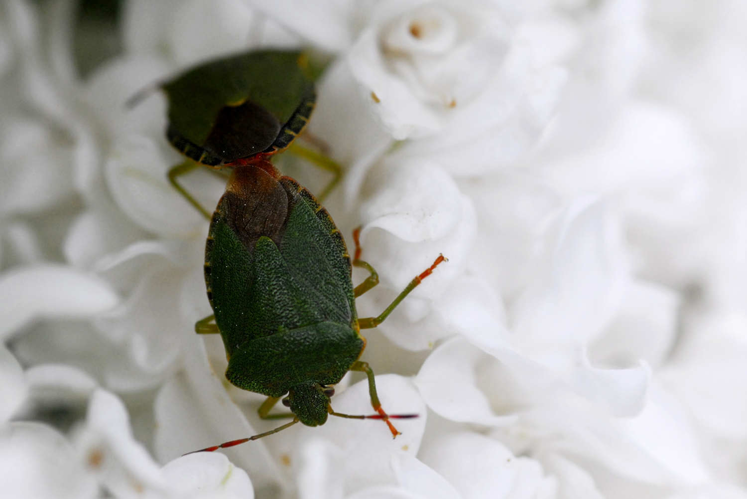 mariage en blanc...