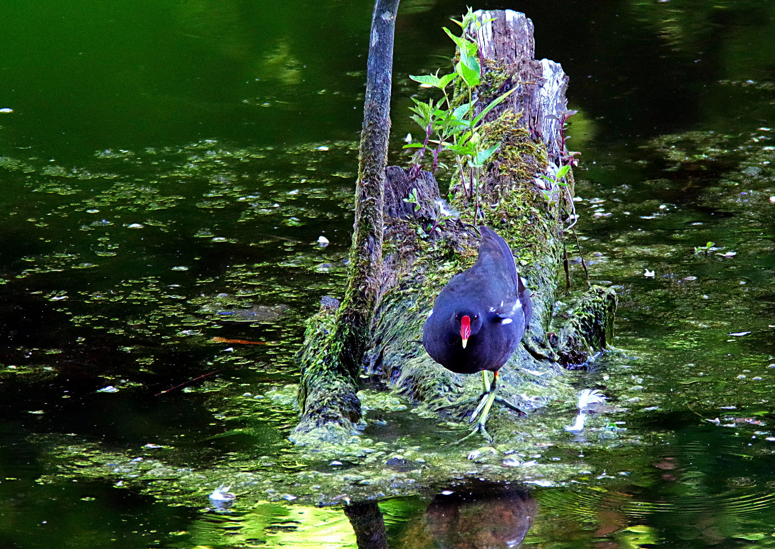 Mariana Common Moorhen