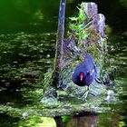 Mariana Common Moorhen