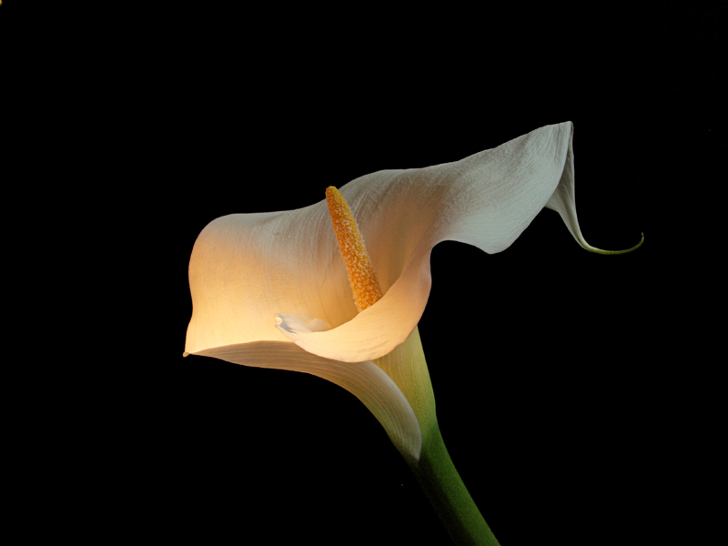 Maria's Calla